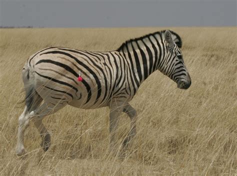 How Evolution Explains Zebra Stripes .